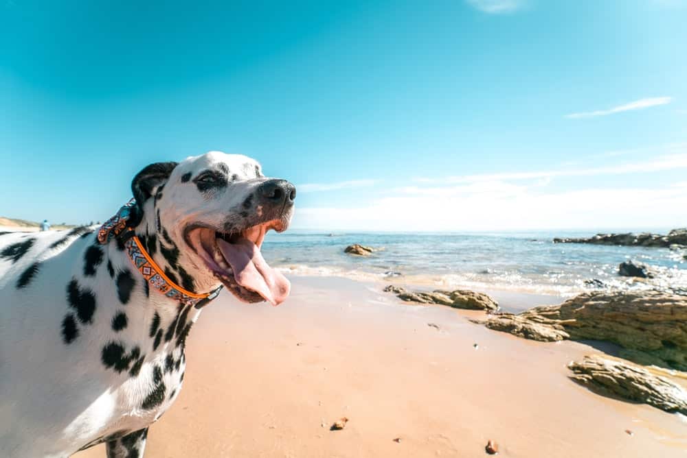 dog on beach in hawaii