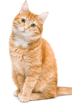 Pet Insurance Quotes Cat