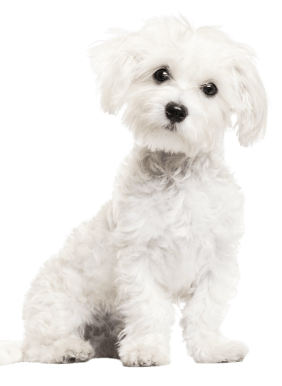 Pet Insurance Quotes Dog