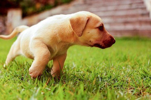 Achondroplasia Bone Deformity and Dwarfism in Dogs