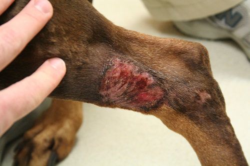 acral lick granuloma in dogs