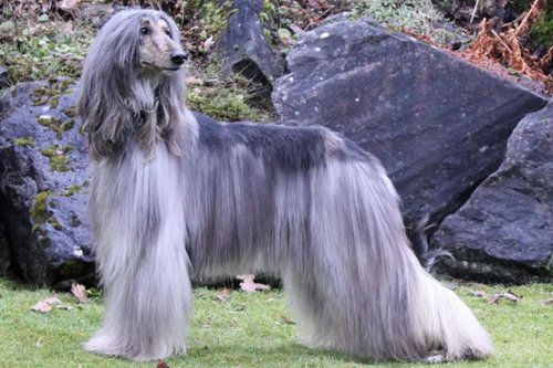 afghan hound