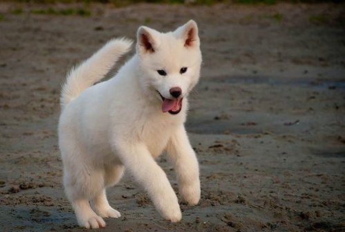 akita dog puppy