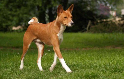 Basenji Dog Breed Overview Potential Health Issues and More