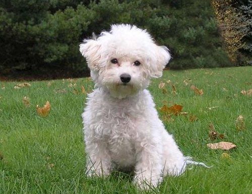 bichon frise dog