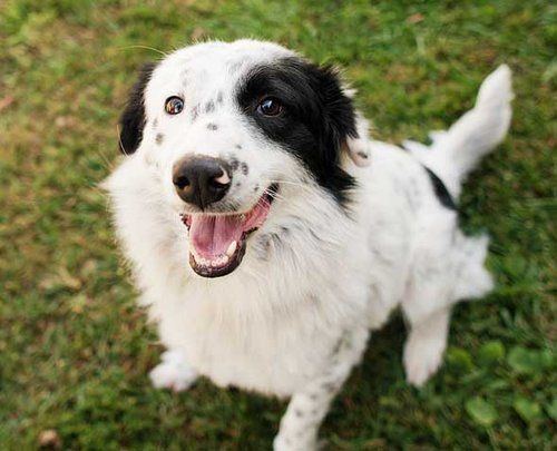 border collie dog