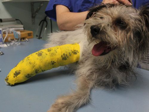 dog with cast on leg