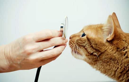 cat health overview