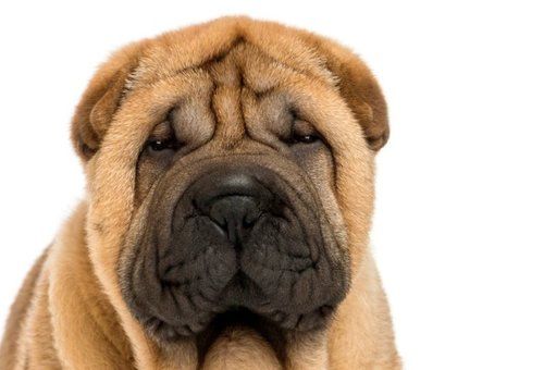 shar pei dog