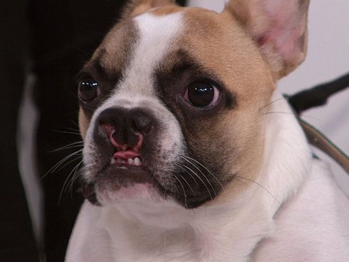 cleft palate dogs