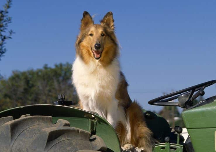 collie dog standing on a tractor