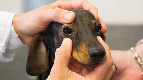 coloboma in dogs