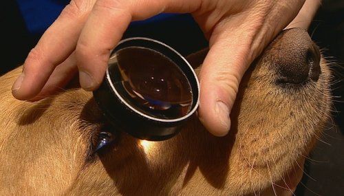 corneal dystrophy dogs