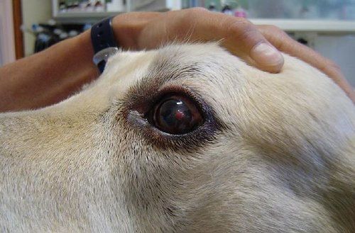 corneal scratch dog