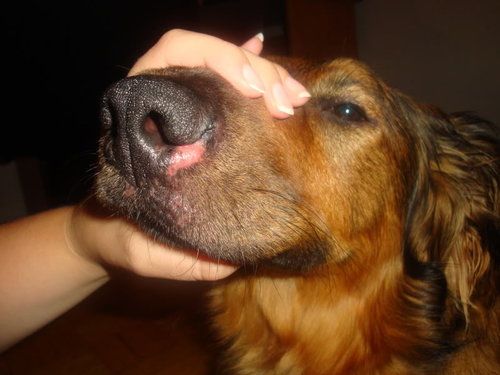 Discoid Lupus Erythematosus Dog Skin Conditions