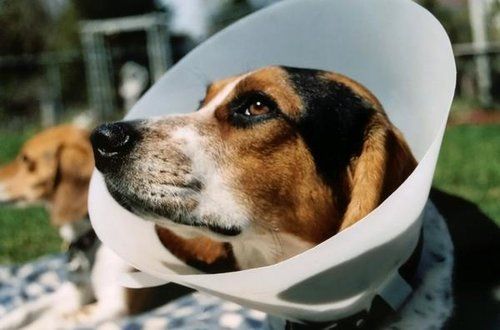 dog with cone on head