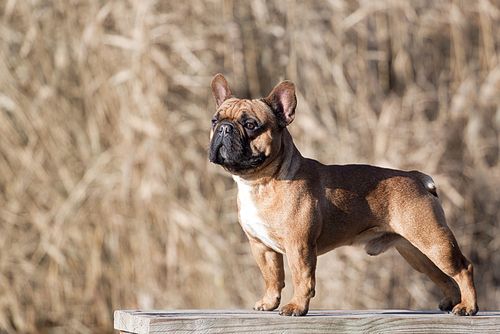 dogs with dwarfism