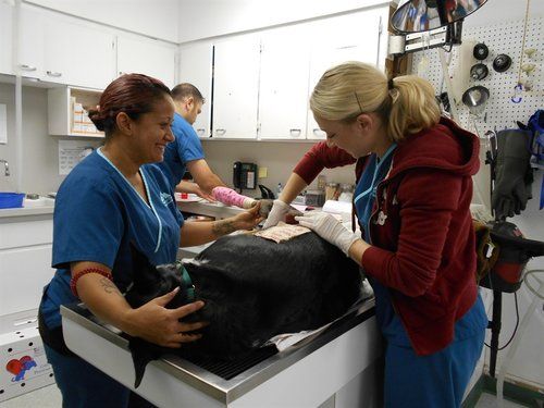 big dog being treated at vet clinic
