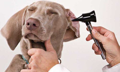 dog ear infection