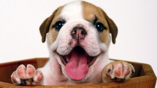 english bulldog