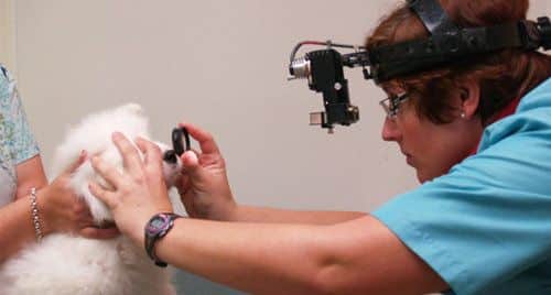 glaucoma in dogs