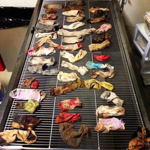 socks eaten by dog