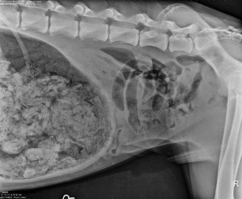 x ray of dog stomach
