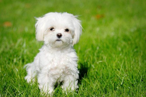 a havanese puppy