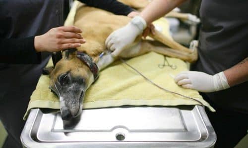 hemophilia in dogs