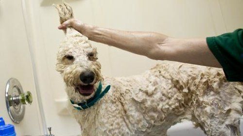dog getting a shampoo