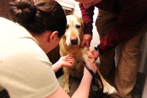 older dog being treated by vet
