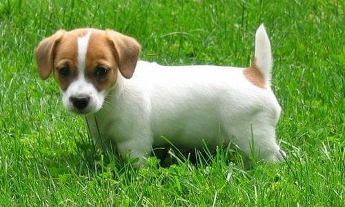 jack russell terrier puppy