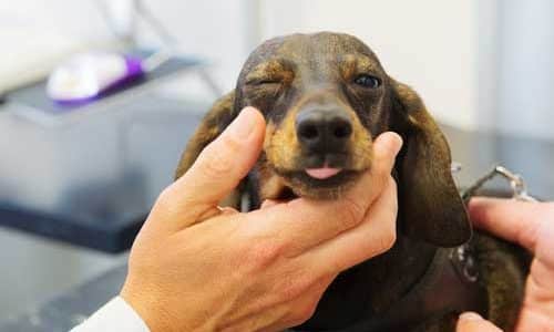 leptospirosis in dogs