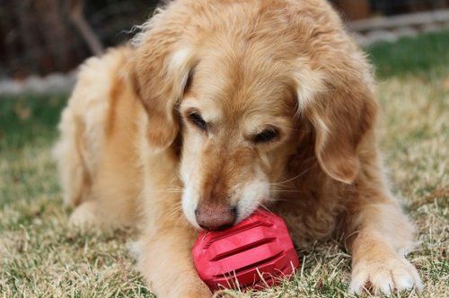 golden retriever chewing on red toy