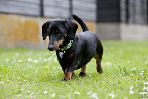 miniature dachshund dog