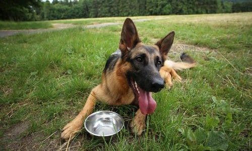 german shepherd dog drinking water in a field