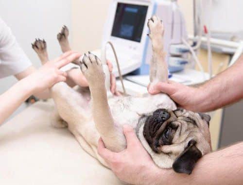 pug dog being treated at vet clinic