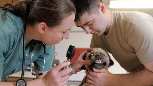 small dog being treated by veterinarian
