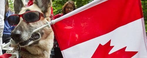 dog holding canadian flag in mouth