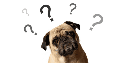 frequently asked questions about pet insurance