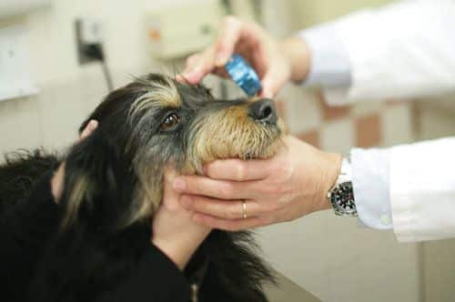 progressive retinal atrophy in dogs
