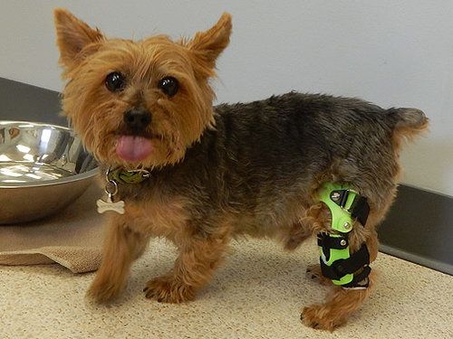 small dog with knee brace