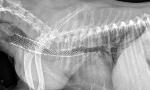 tracheal collapse dogs