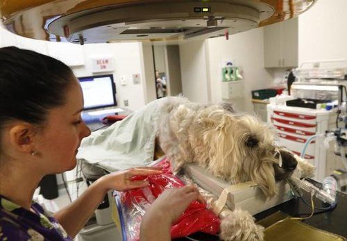 dog getting blood treatment at vet hospital