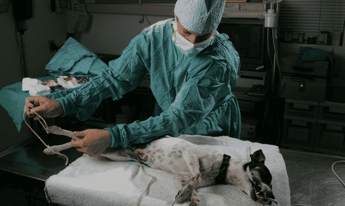 veterinarian treating a dog
