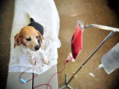 von willebrand disease in dogs