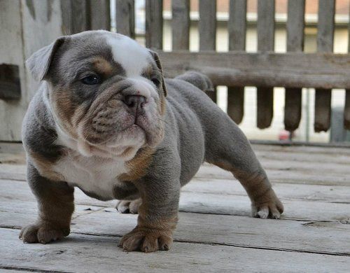 olde english bulldogge pet insurance