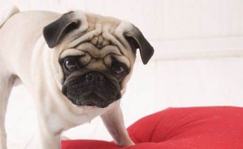 pug dog