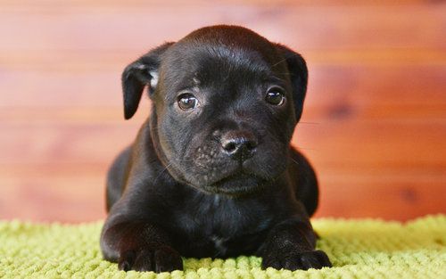 staffordshire bull terrier dogs