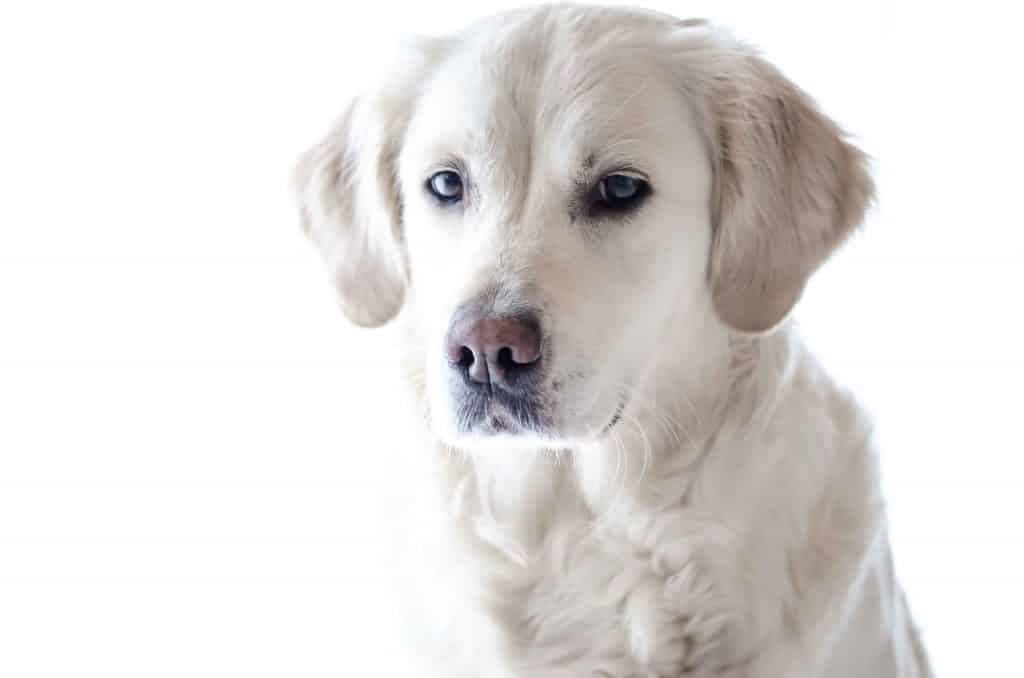 is mold dangerous for dogs